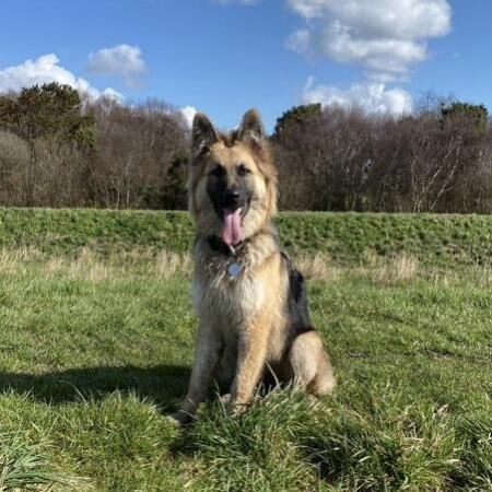 KC German Shepherd puppies, Exceptional litter - Image 2 of 5