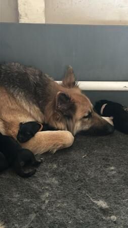 KC German Shepherd puppies, Exceptional litter - Image 3 of 5