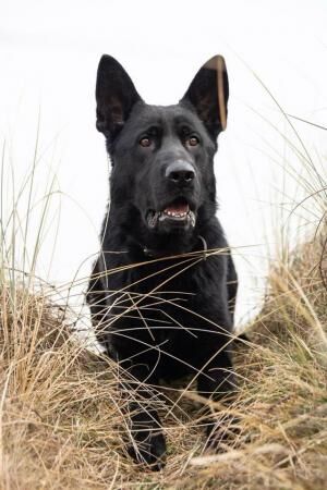 KC German Shepherd puppies, Exceptional litter - Image 4 of 5
