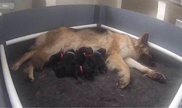 KC German Shepherd puppies, Exceptional litter - Image 5 of 5