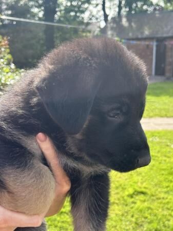 KC German Shepherd puppies, Exceptional litter for sale in Formby, Merseyside