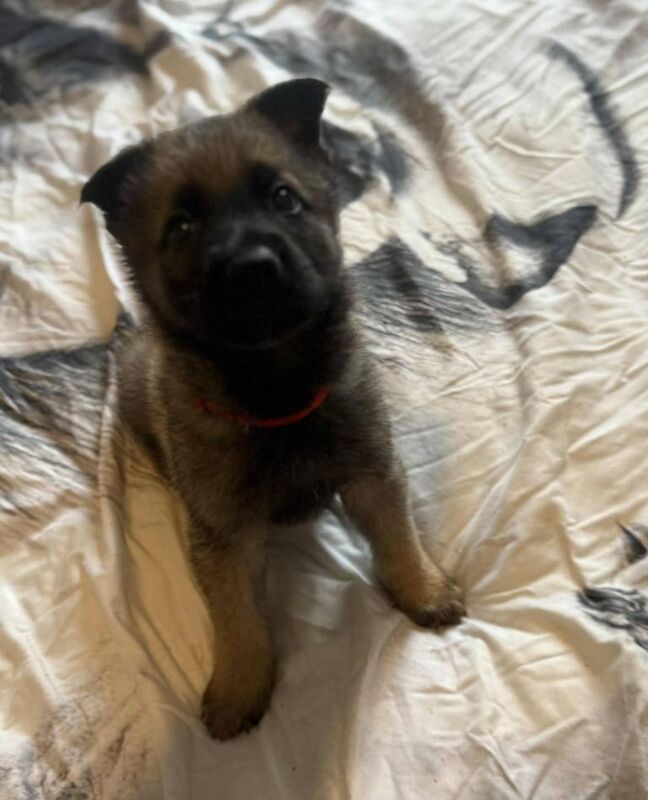 German Shepherd puppies for sale in Dyce, City of Aberdeen – 5 weeks old