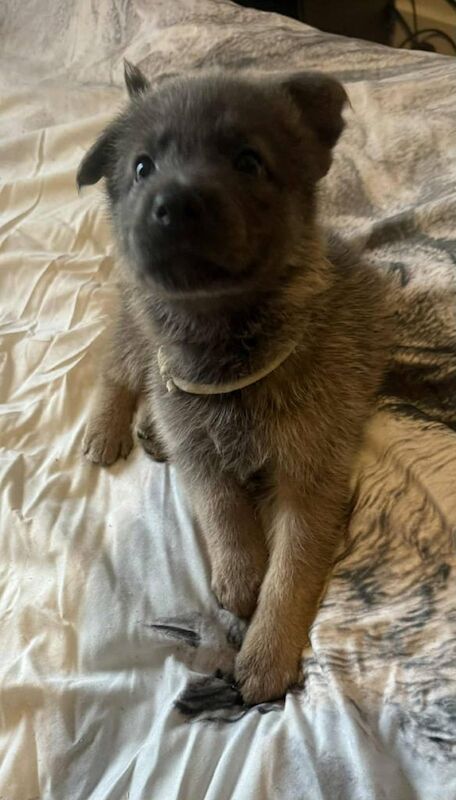 German Shepherd puppies for sale in Dyce, City of Aberdeen – 5 weeks old - Image 2 of 3
