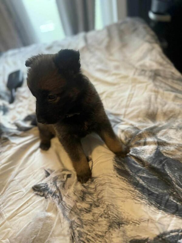 German Shepherd puppies for sale in Dyce, City of Aberdeen – 5 weeks old - Image 3 of 3