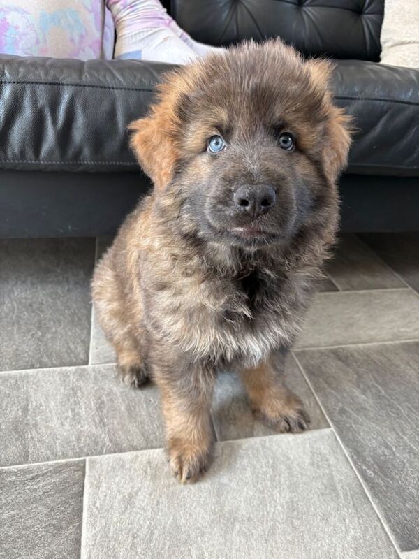 KC Isabella German shepherd pups - Image 2 of 3