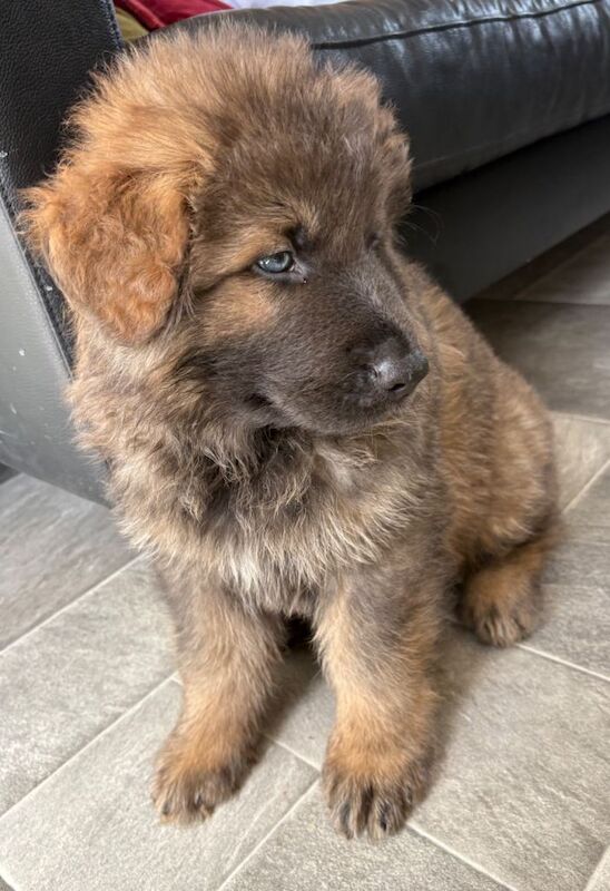 KC Isabella German shepherd pups - Image 3 of 3