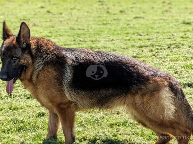 KC Pups From Champion Bloodlines, Health Tested - Image 2 of 5