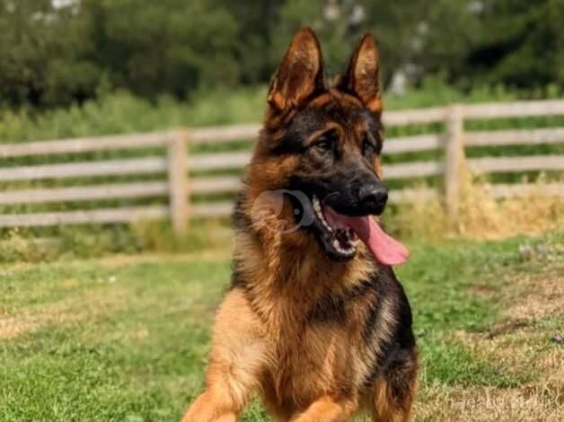 KC Pups From Champion Bloodlines, Health Tested - Image 3 of 5