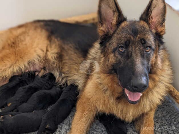 KC Pups From Champion Bloodlines, Health Tested - Image 4 of 5