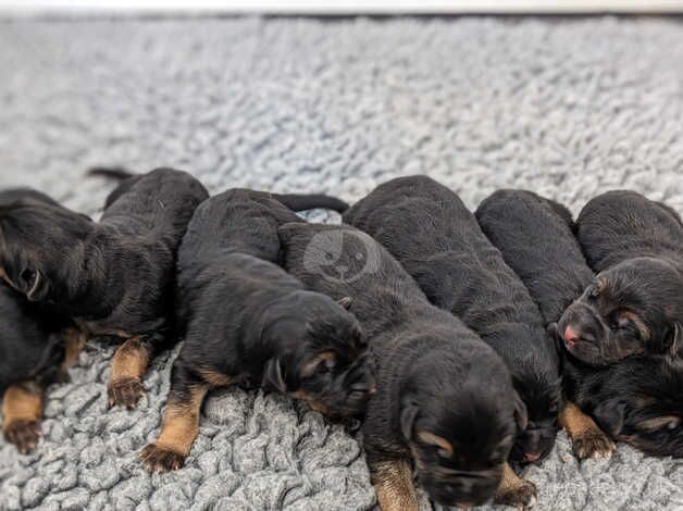 KC Pups From Champion Bloodlines, Health Tested - Image 5 of 5