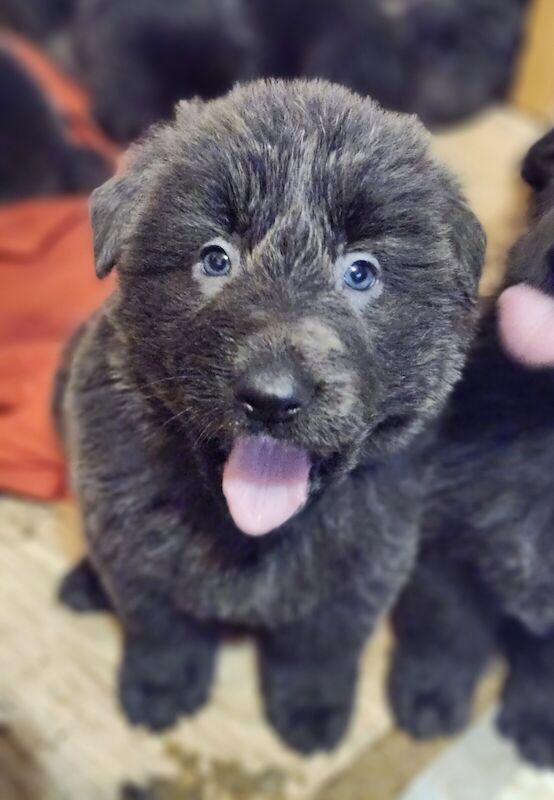 KC reg BLUE, BLUE AND TAN german shepherd for sale in Wolverhampton, West Midlands - Image 1