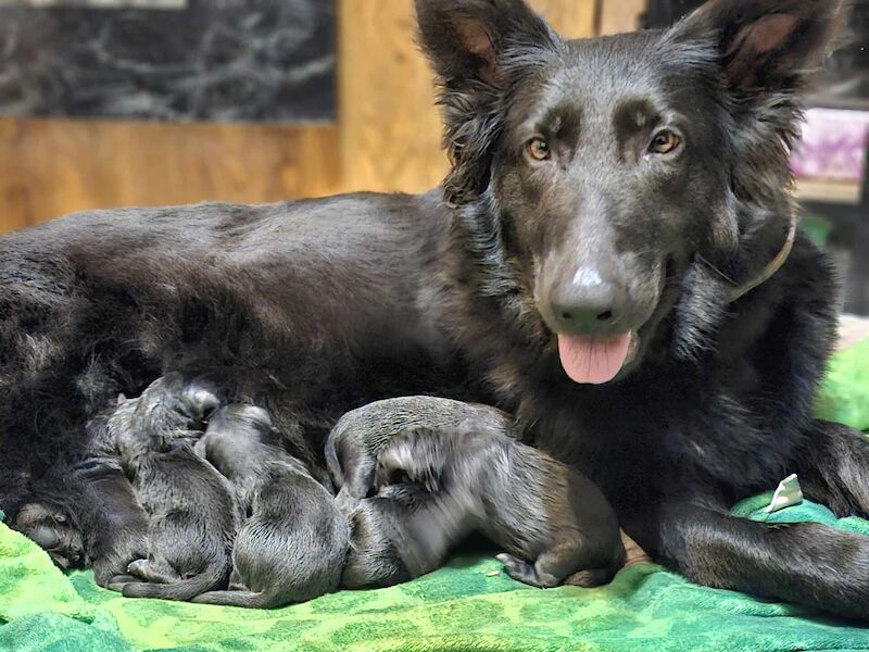 KC reg BLUE, BLUE AND TAN german shepherd for sale in Wolverhampton, West Midlands - Image 2