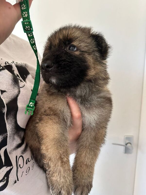 German Shepherd puppies for sale in Arbroath, Angus – 5 weeks old