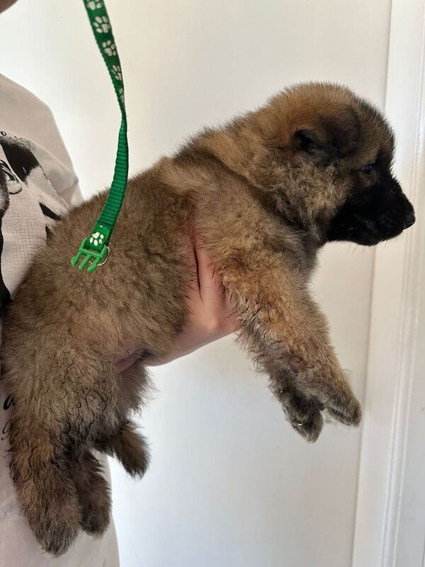 German Shepherd puppies for sale in Arbroath, Angus – 6 weeks old - Image 2 of 3