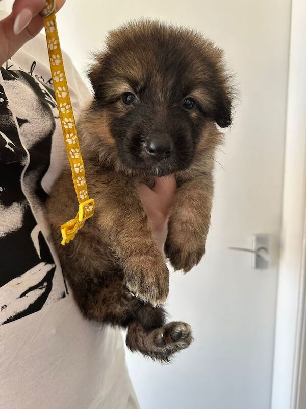 German Shepherd puppies for sale in Arbroath, Angus – 6 weeks old - Image 3 of 3