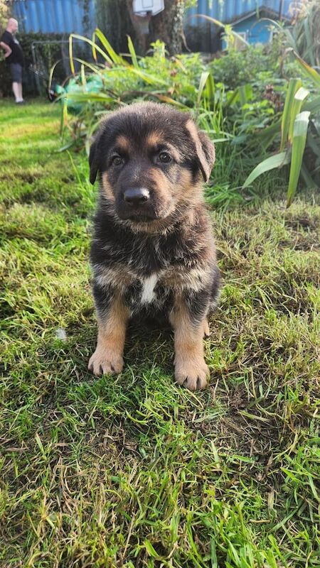 German Shepherd puppies for sale in Wimborne Minster, Dorset – KC registered, 6 weeks old