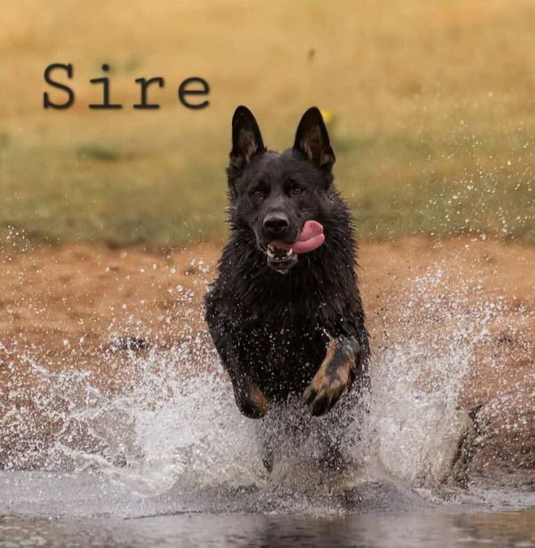 German Shepherd puppies for sale in St Helens, Merseyside – KC registered, 3 months old - Image 2 of 3