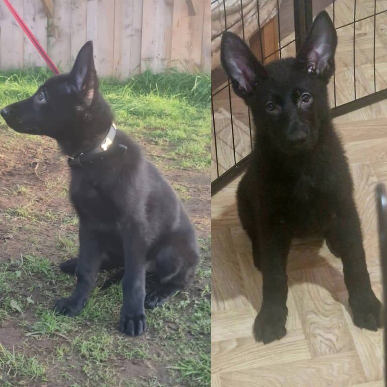 German Shepherd puppies for sale in St Helens, Merseyside – KC registered, 3 months old - Image 3 of 3