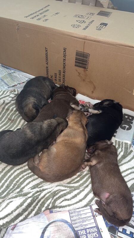 German Shepherd puppies for sale in Broughty Ferry, City of Dundee – 3 weeks old