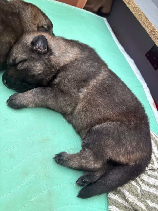 German Shepherd puppies for sale in Broughty Ferry, City of Dundee – 3 weeks old - Image 2 of 3