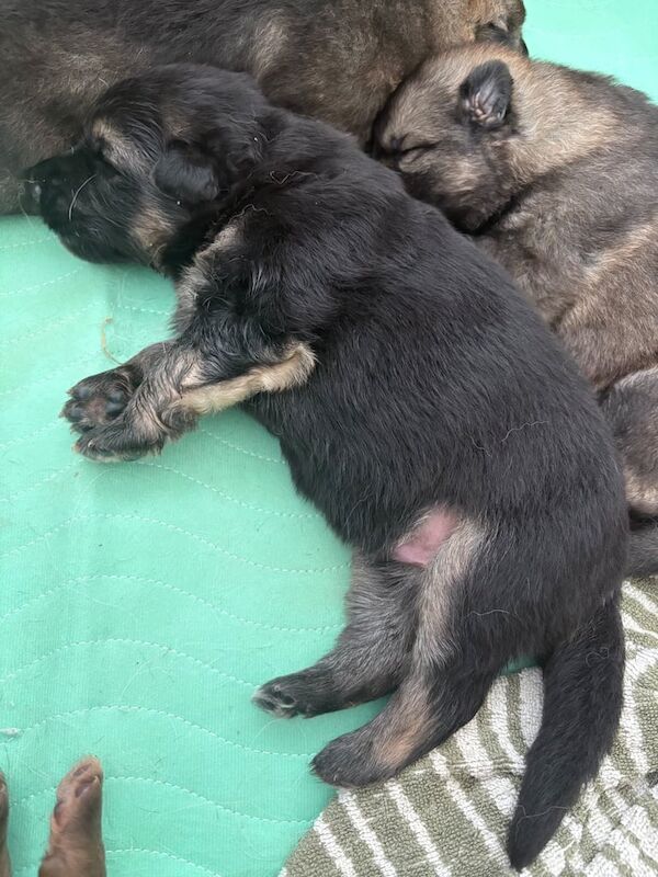 German Shepherd puppies for sale in Broughty Ferry, City of Dundee – 3 weeks old - Image 3 of 3