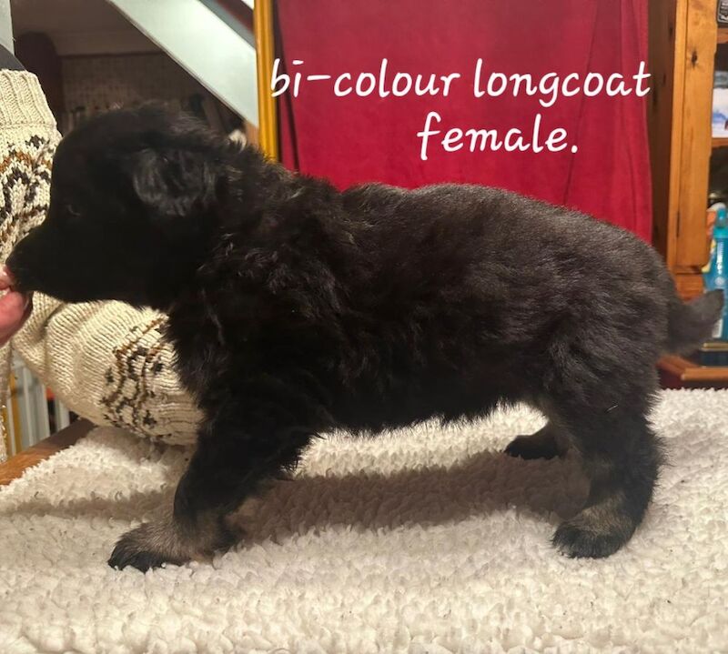Kc reg. healthtested black & bi-colour litter for sale in Wisbech, Cambridgeshire