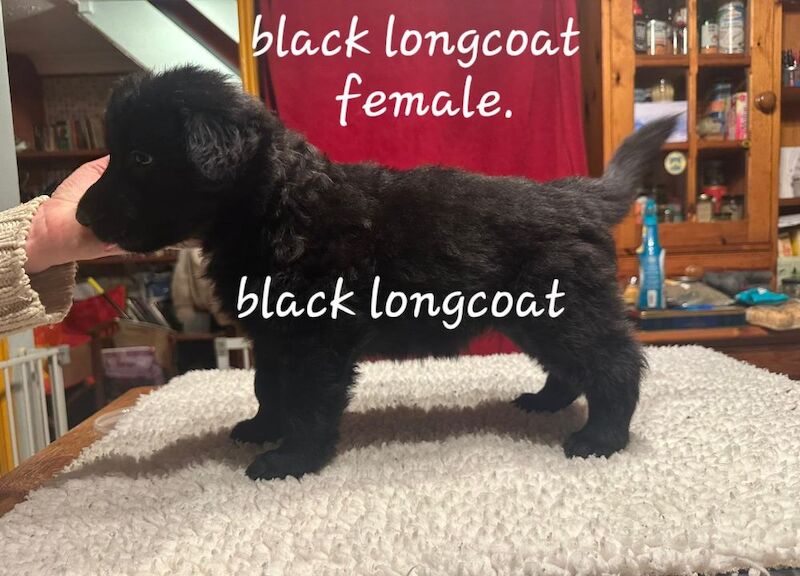 Kc reg. healthtested black & bi-colour litter for sale in Wisbech, Cambridgeshire | Image 2