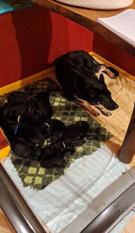 Kc reg. healthtested black & bi-colour litter for sale in Wisbech, Cambridgeshire | Image 3