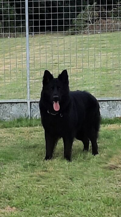 Kc reg. healthtested black & bi-colour litter for sale in Wisbech, Cambridgeshire | Image 4
