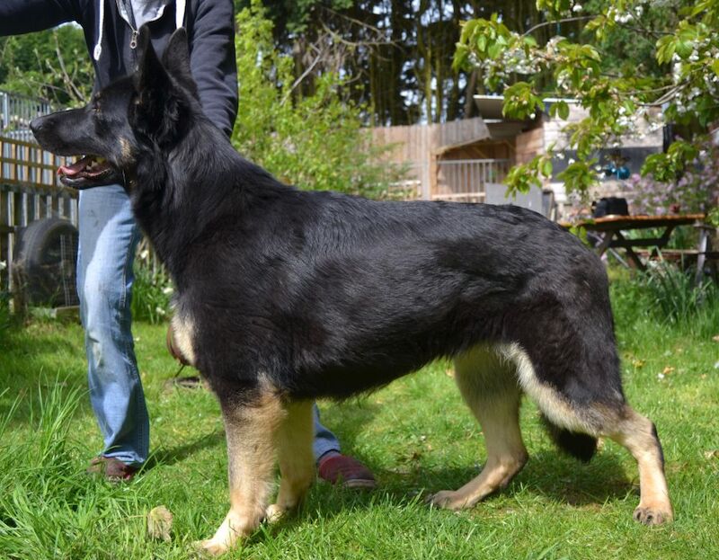 Kc reg. healthtested black & bi-colour litter for sale in Wisbech, Cambridgeshire - Image 5