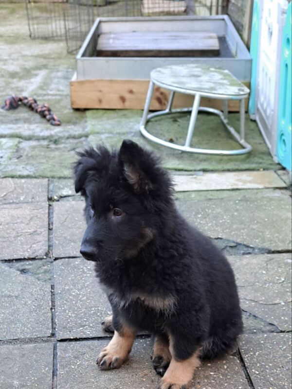 Kc reg. healthtested black & bi-colour litter for sale in Wisbech, Cambridgeshire - Image 6