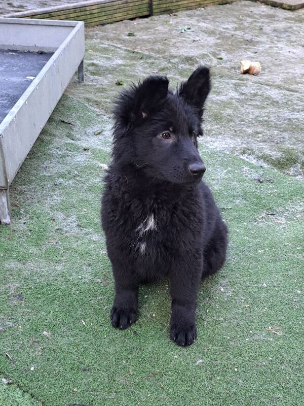 Kc reg. healthtested black & bi-colour litter for sale in Wisbech, Cambridgeshire - Image 7