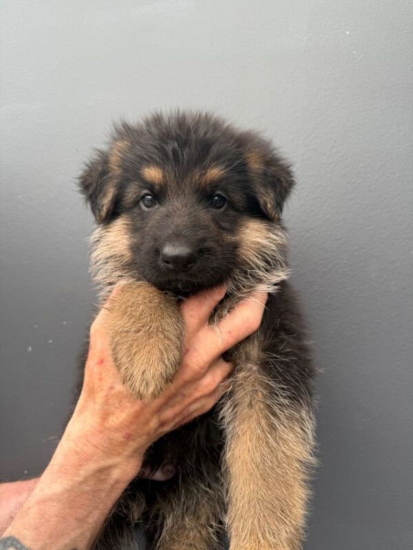 German Shepherd Puppies For Sale