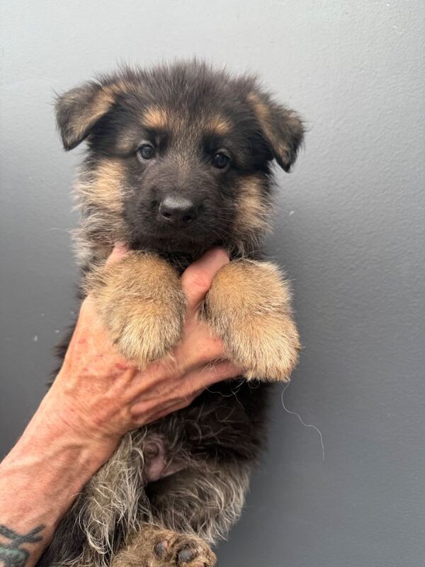 Kc reg long haired German shepherd puppies - Image 2 of 5