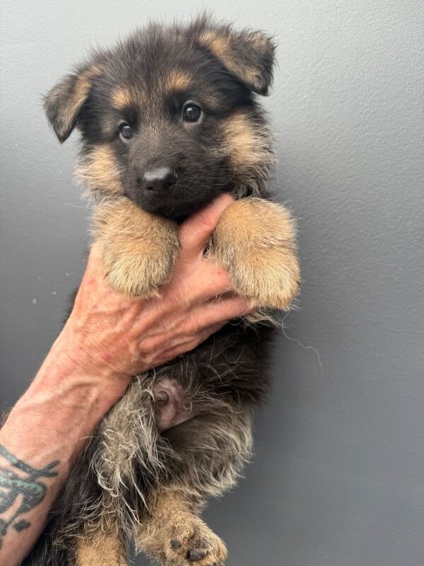 Kc reg long haired German shepherd puppies - Image 3 of 5
