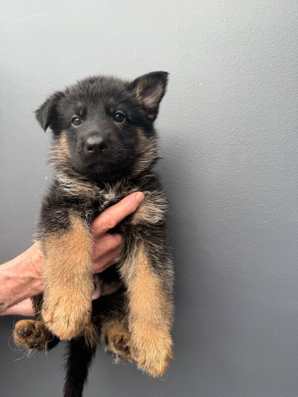 Kc reg long haired German shepherd puppies - Image 4 of 5