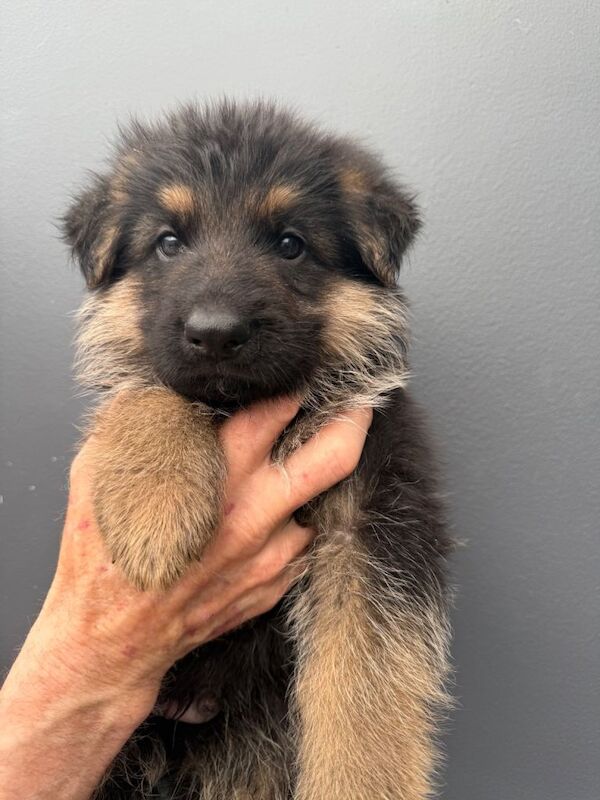 Kc reg long haired German shepherd puppies - Image 5 of 5