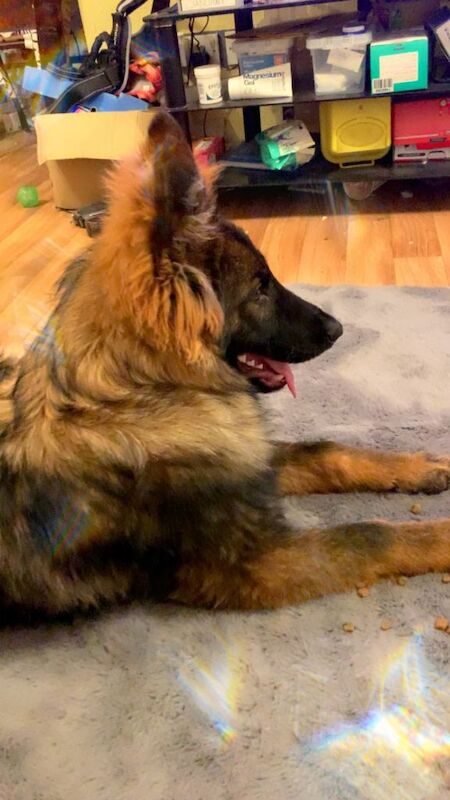 German Shepherd puppies for sale in Fareham, Hampshire – KC registered, 7 months old
