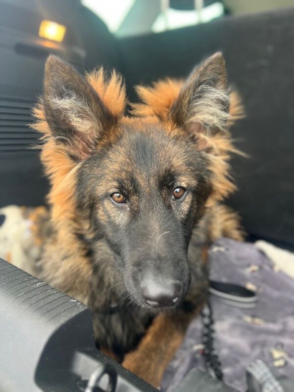 German Shepherd puppies for sale in Fareham, Hampshire – KC registered, 7 months old - Image 2 of 5