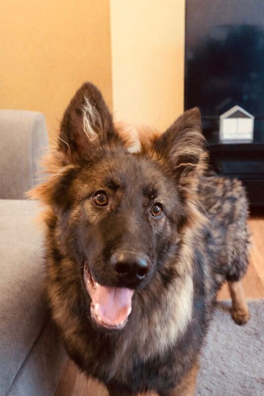German Shepherd puppies for sale in Fareham, Hampshire – KC registered, 7 months old - Image 3 of 5