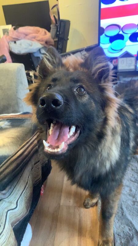 German Shepherd puppies for sale in Fareham, Hampshire – KC registered, 7 months old - Image 4 of 5