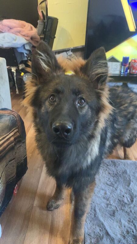 German Shepherd puppies for sale in Fareham, Hampshire – KC registered, 7 months old - Image 5 of 5