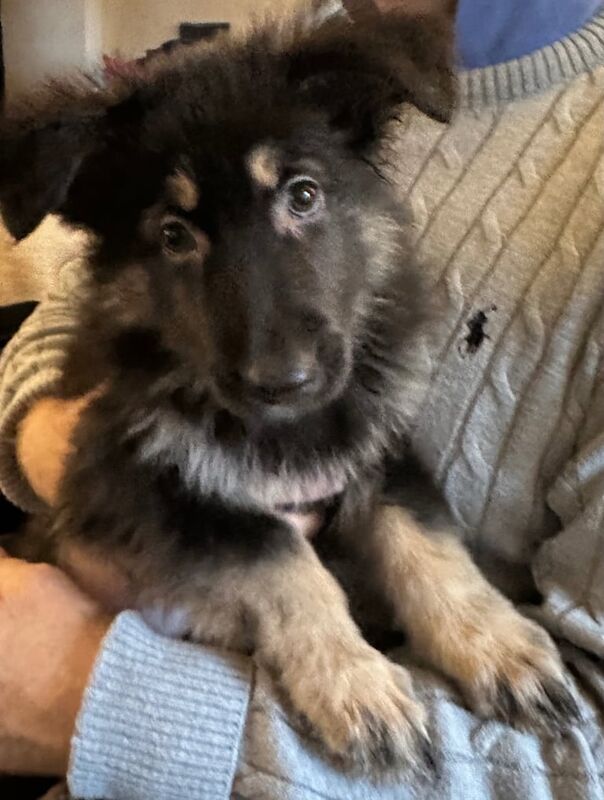 German Shepherd puppies for sale in Tiptree, Essex – 1 year old - Image 2 of 3