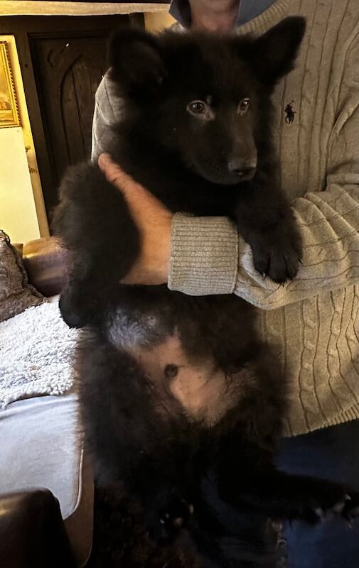 German Shepherd puppies for sale in Tiptree, Essex – 1 year old - Image 3 of 3