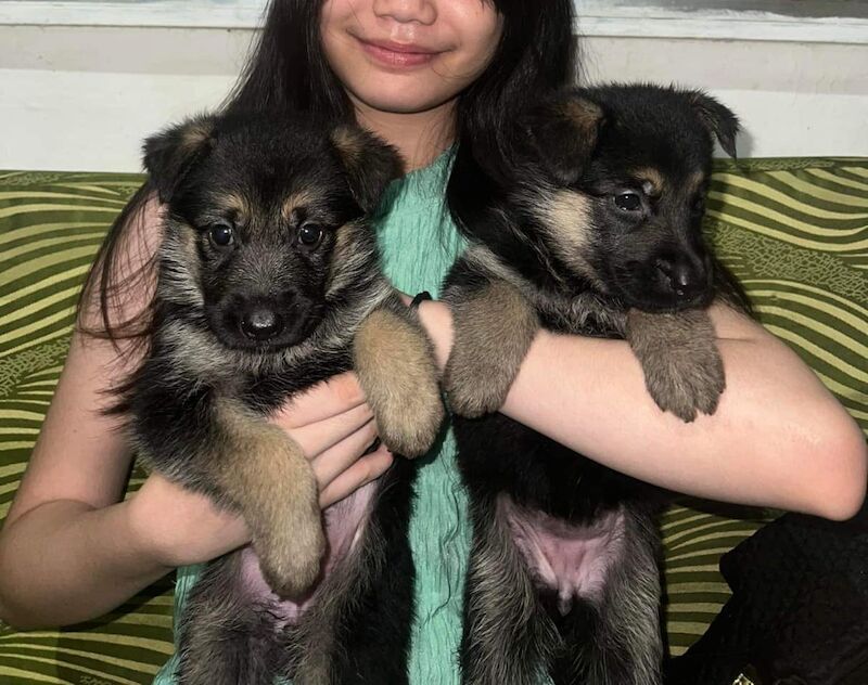 German Shepherd puppies for sale in Glasgow, City of Glasgow – KC registered, 2 years old - Image 1 of 7
