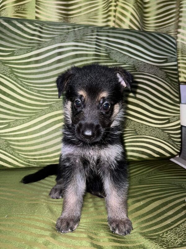 German Shepherd puppies for sale in Glasgow, City of Glasgow – KC registered, 2 years old - Image 2 of 7
