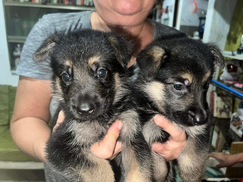 German Shepherd puppies for sale in Glasgow, City of Glasgow – KC registered, 2 years old - Image 3 of 7