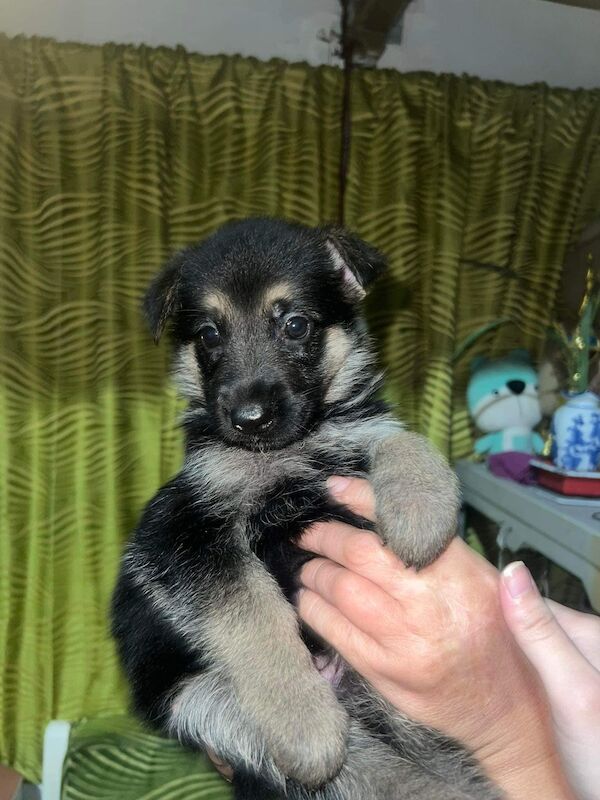 German Shepherd puppies for sale in Glasgow, City of Glasgow – KC registered, 2 years old - Image 4 of 7