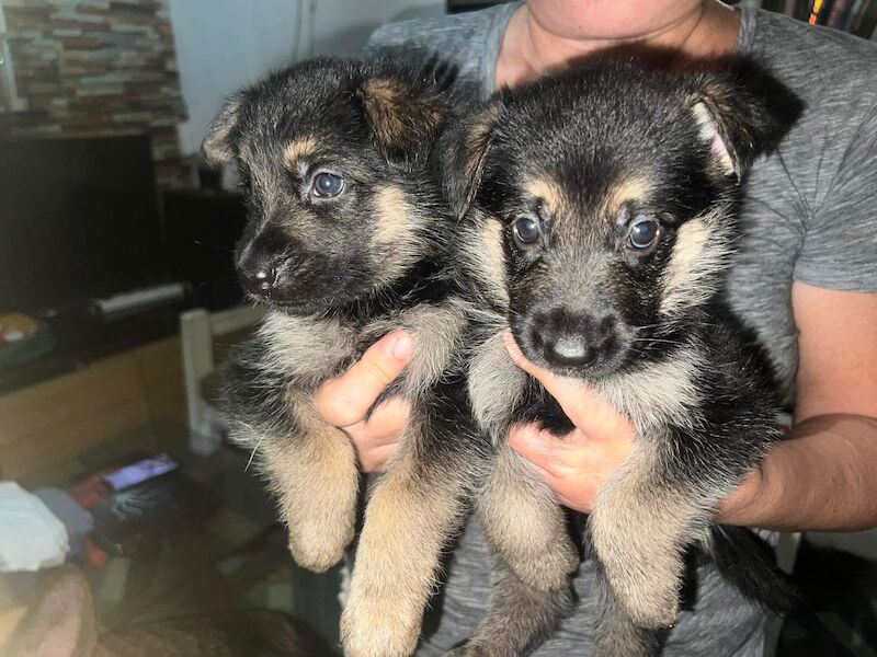 German Shepherd puppies for sale in Glasgow, City of Glasgow – KC registered, 2 years old - Image 5 of 7