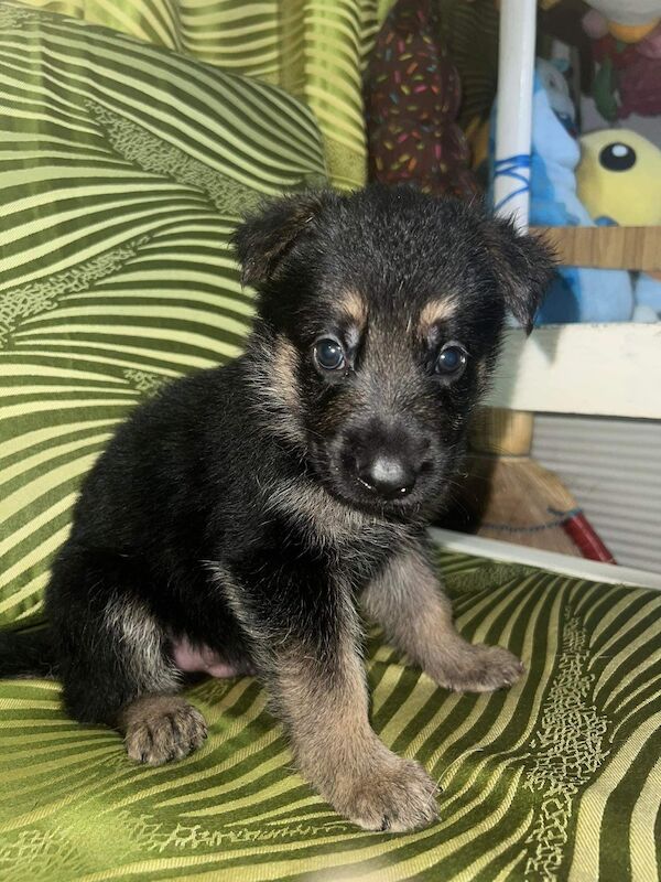 German Shepherd puppies for sale in Glasgow, City of Glasgow – KC registered, 2 years old - Image 6 of 7